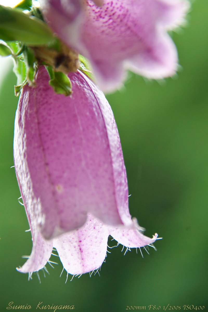 sumio_kuri's tweet photo. #ホタルブクロ

#flowerphotography #bellflower #campanula #蛍袋 #群馬県多野郡上野村 https://t.co/gT4MIHIvCw