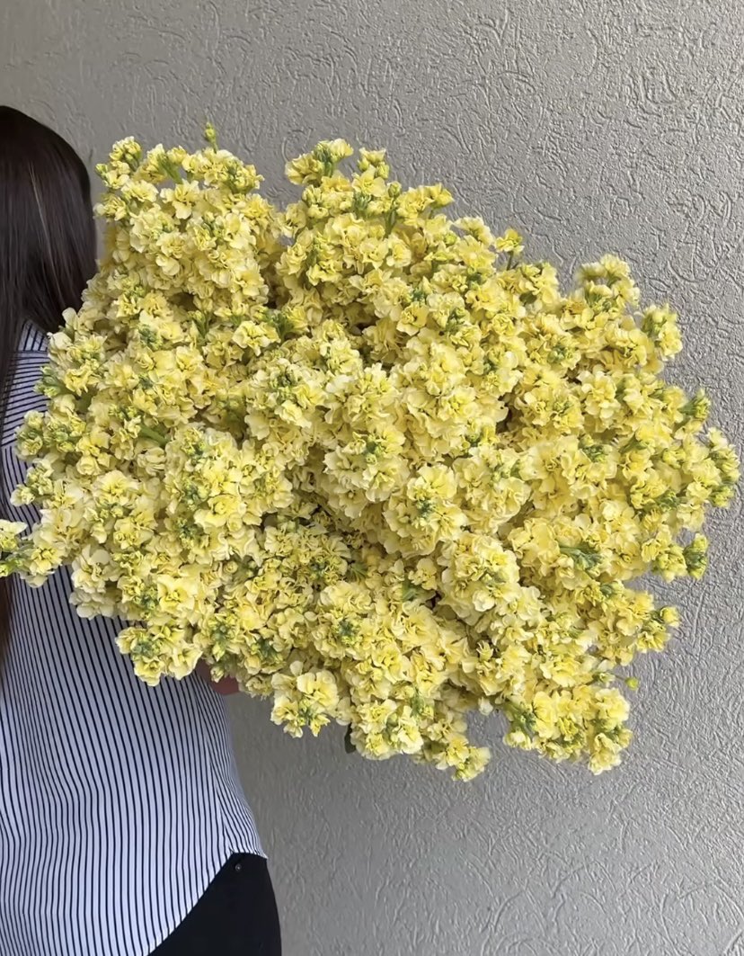 DVFlora tweet media