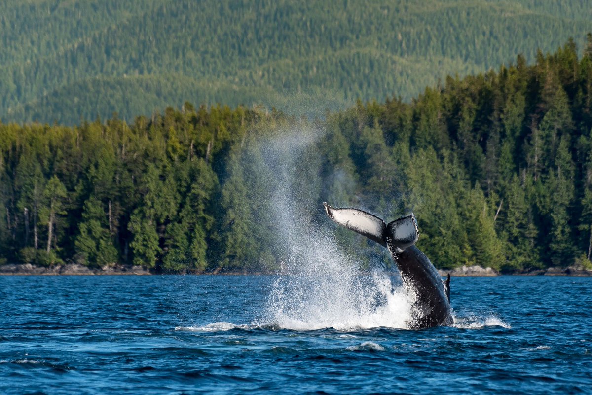 📸🌿 Calling all youth photographers (ages 11-14+)! Join our 4-day Wild Stories Photography Camp this summer in Tofino (July 29 - August 1) and Ucluelet (August 12-15).  

Register now!
🔗 Tofino: buff.ly/3RLUCBn 
🔗 Ucluelet: buff.ly/3zfW7Bh 

📷 Sam Phillips
