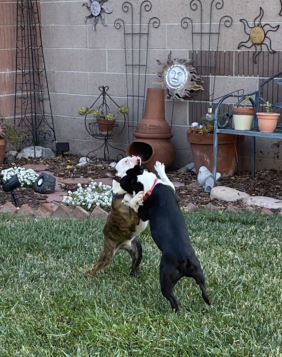 Penny_G12's tweet photo. Let us out to run and play…and then a big drink of water 😊🐾🐾 #bostonterrier #dogsofx #dogsoftwitter #dogsatplay https://t.co/nfxjoWF0D9