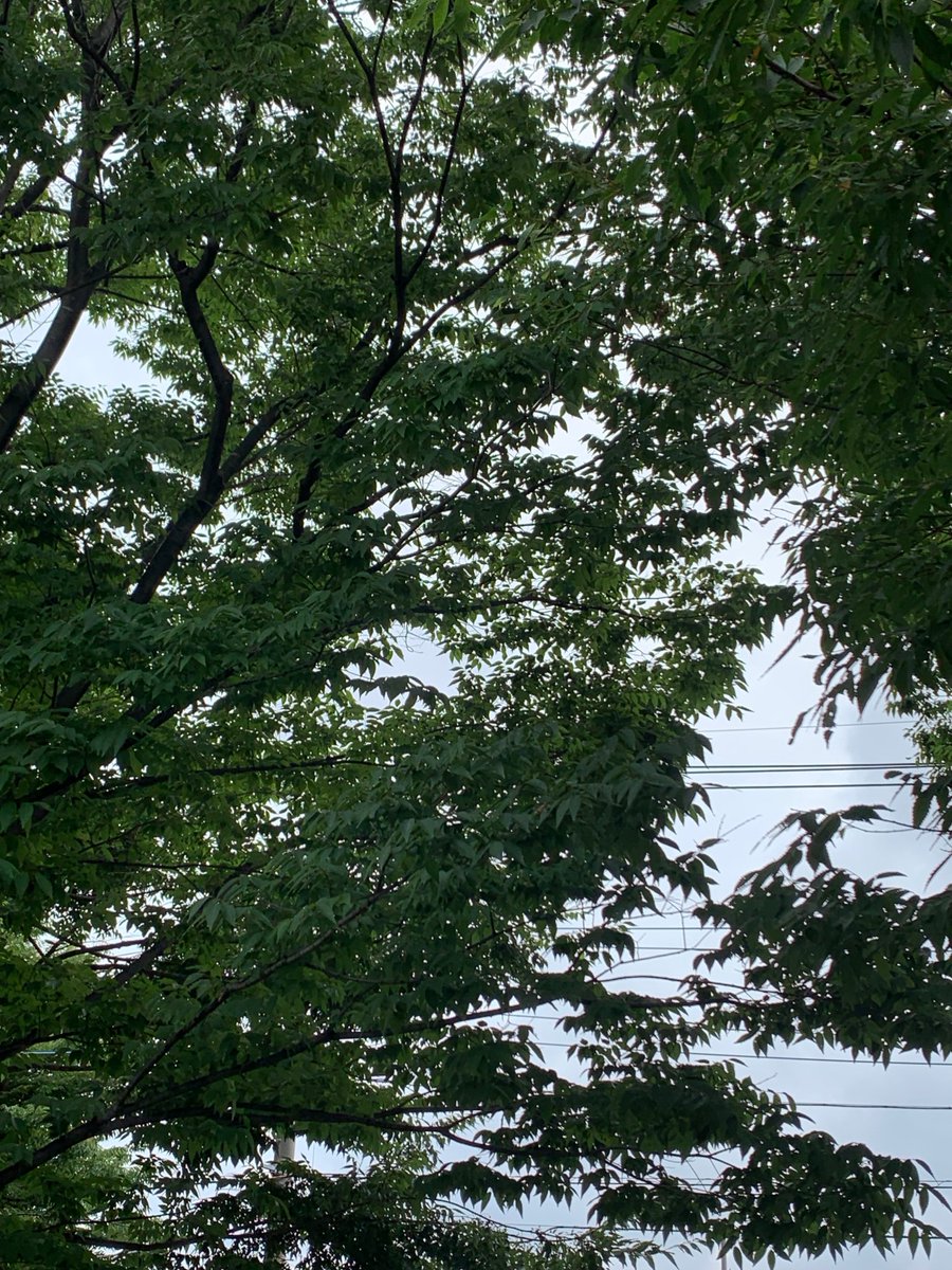 alpha_kokin's tweet photo. おはようございます
さいたま市は曇り。

日差しがないので　
少し過ごしやすい
感じです。

皆様にとって
よき一日になりますように。

本日もよろしく
お願い致します。

#アルファ抗菌サービス　
#企業公式が毎朝地元の天気を言い合う
#企業公式相互フォロー
#抗菌　#埼玉　#さいたま市 https://t.co/fMqEdDiHfe