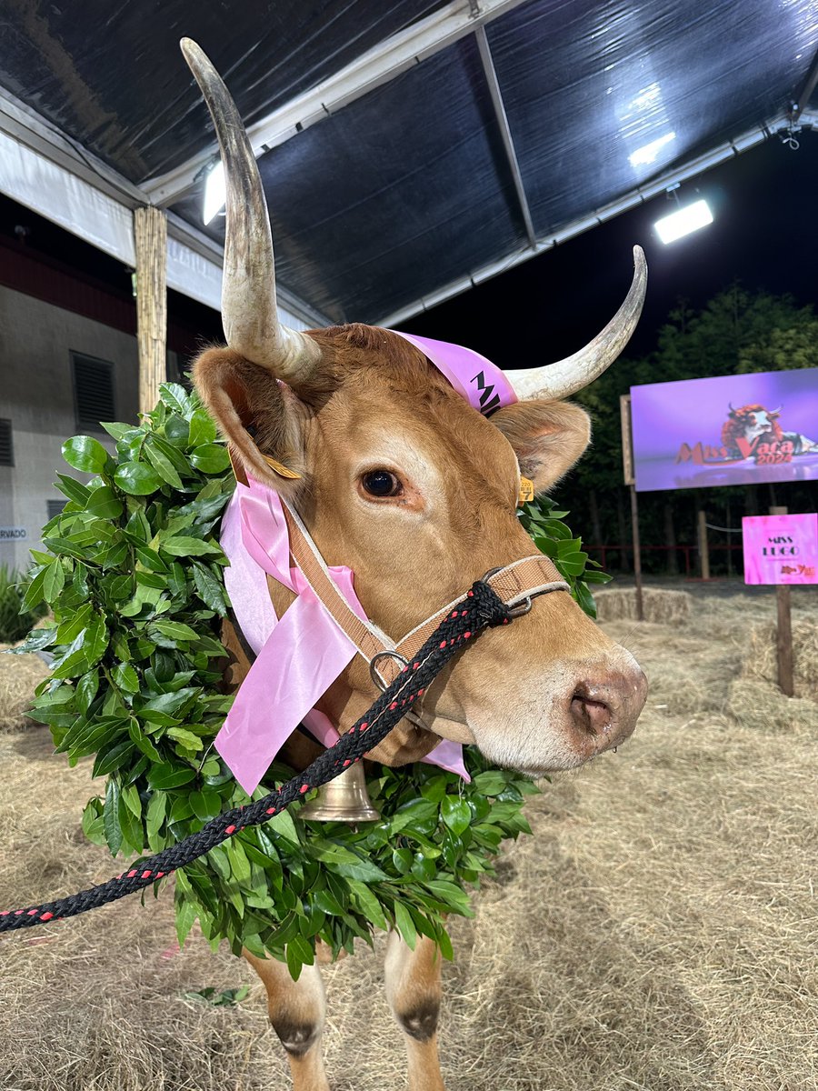 TVG (@tvgalicia) on Twitter photo 🐮👑 Navarra é a nosa #MissVaca2024 ❤️🔥 🐮👑 Navarra é a nosa #MissVaca2024 ❤️🔥