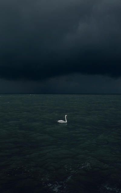 Butterflless's tweet photo. 🦢 https://t.co/pBuPMQ2lZZ