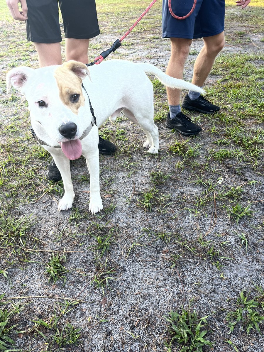 Enjoying the dog days of summer with our <a href="/HumaneTampaBay/">Humane Society Tampa</a> teammates! #bosscross