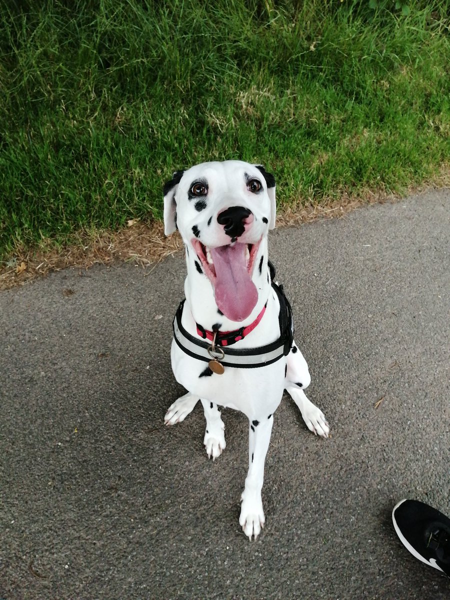 Janette, Poppy and Angel Chloe 🌈🐾 tweet media