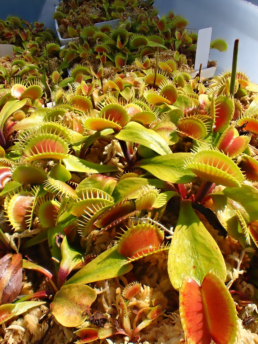 moiwayama_nepen's tweet photo. #ハエトリソウ #鈴木系 #春及園 #Ys #Dionaea #食虫植物 #Carnivorous_plants #Venus_flytrap #suzuki #TG6
山田食虫植物農園さんのところの鈴木系です。栽培し始めて大体10年くらいになると思います。春の植替えで脇芽が分離して、毎年子株が沢山増えるので、現在では寄せ植え状態になっています。 https://t.co/lg9xDIW8Jf