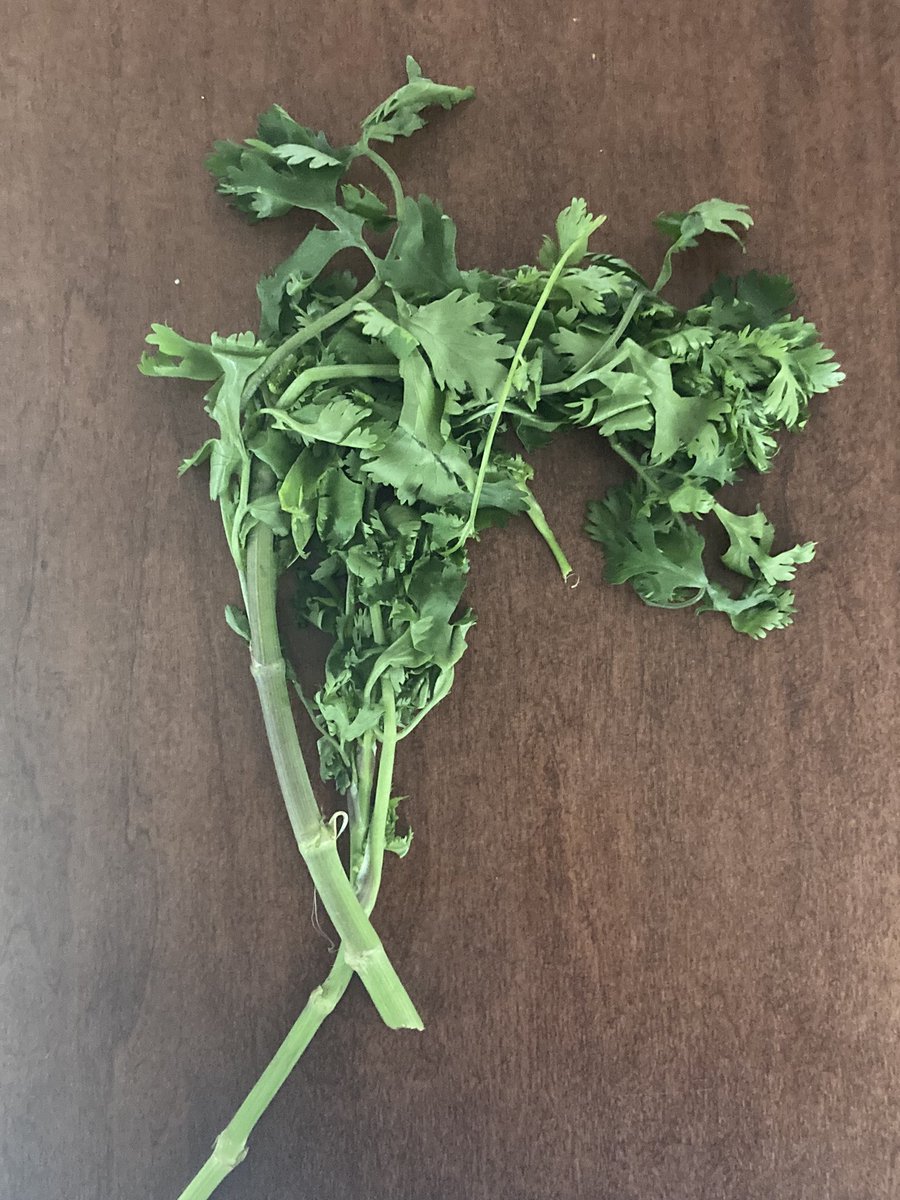 Dirán misa pero así se ven $5 pesos de cilantro 😵😵‍💫