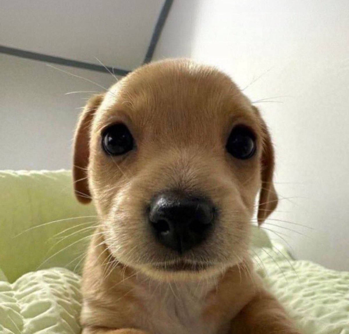 This dog has changed my life ☺️💕 $billy

Has he changed yours?