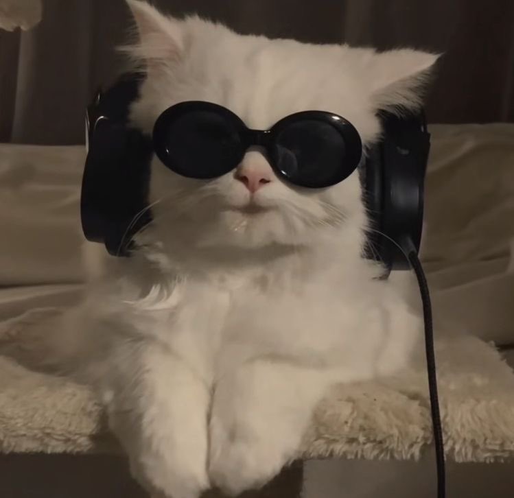 HerushiSol's tweet photo. @metaversejoji @gigachad $HER The cutest kitty https://t.co/W4hzYHwCai