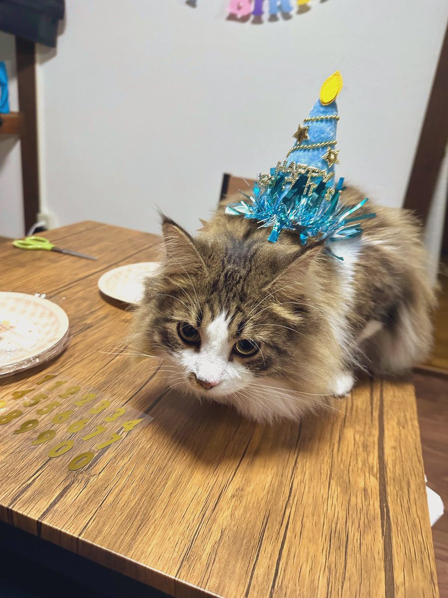 somnia_27's tweet photo. 🎉🎂Happy Birthday ねむちゃん 🎂🎉

今日は愛するねむちゃんの誕生日！
日付変更と共にちゅーるタワーでお祝いしました🙌

産まれてきてくれて、我が家に来てくれて
本当にありがとう💕

#今日のおねむ https://t.co/vh5dp02lma