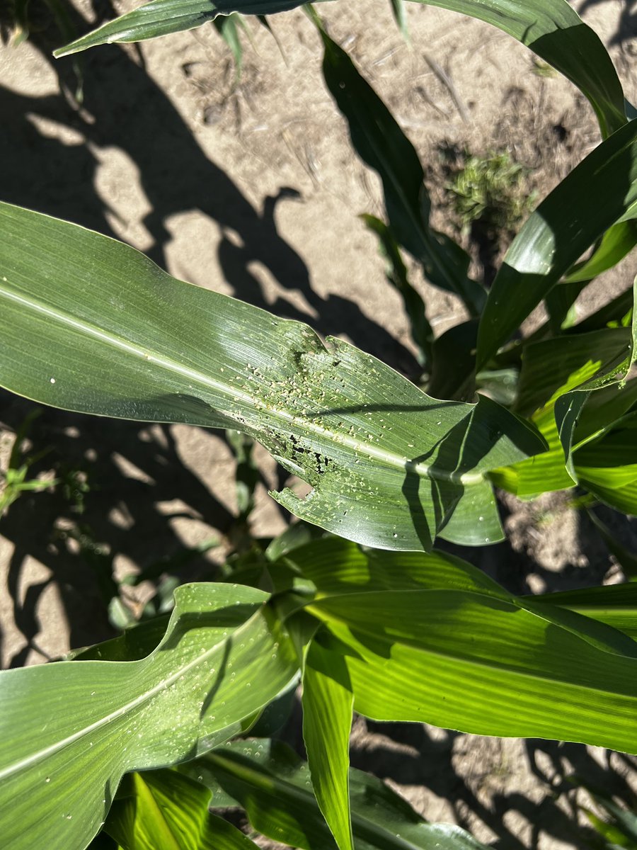 Bayer4CropsGLC's tweet image. Inoculating one of our largest to date Goss’s Wilt Screening. Over 130 entries from @Asgrow_DEKALB, @ChannelSeed , and #preceon!