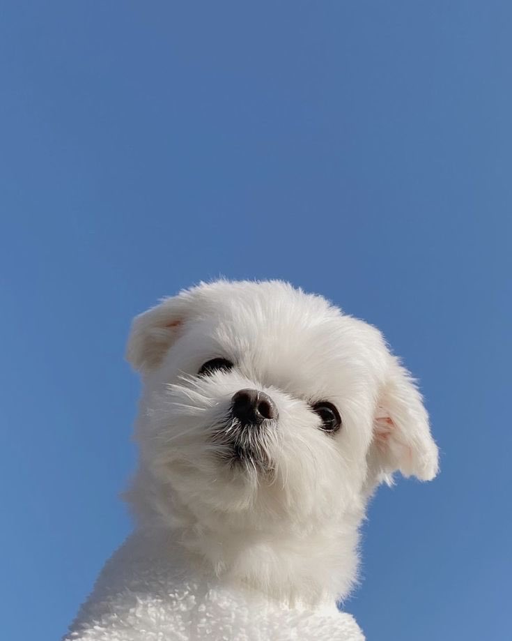 twaniimals's tweet photo. ☁️ https://t.co/iKjwgK82zJ