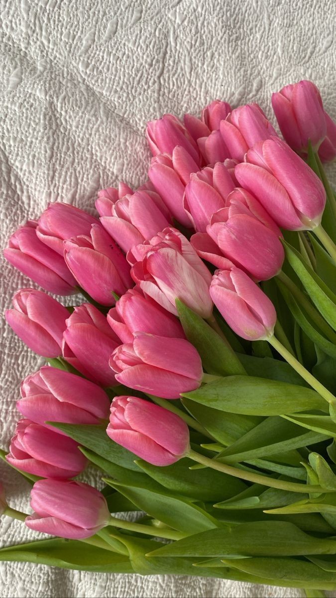 pink tulips
