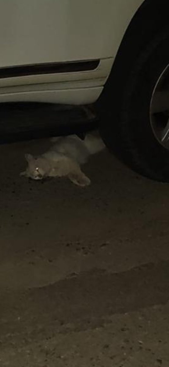 🌺 Ahlam AL Refae tweet media