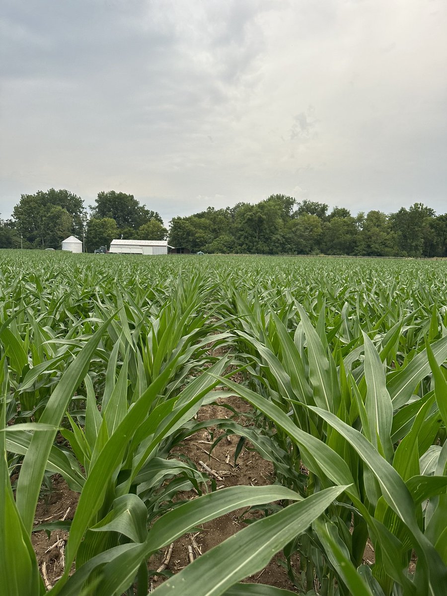 Got the corn top dressed. She loaded and rdy to rock and roll! I got some high hopes! 4th year corn on corn