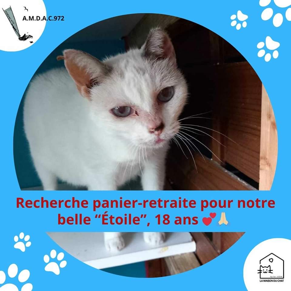 amdac972's tweet photo. Besoin d'une Famille d'accueil attentionnée en "Panier retraite "
➡️Étoile filante.
Elle mérite mieux qu'une fin de vie au refuge après un abandon l'année de ses 18 ans ...!
Cherchons humains bienveillants pour lui offrir la fin de vie la plus douce possible...🙏🏼 #Martinique https://t.co/ekLKe2uwga