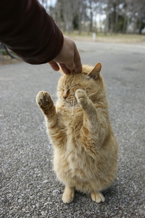 boturitter's tweet photo. 23:00 Surprise Cat
Me petting a strange cat and it starts to purr. #cats #cute #love #animals #pets #kittens #instacat #instakitten #meow #purr #fluffy #cuddly #soft #warm #petlove #animallove #catlove #kittenlove #meowlove #purrlove #fluffylove #cuddlylove #softlove #warmlove https://t.co/wD2Yo6FD2A