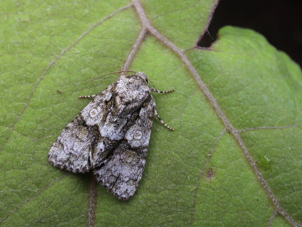 bear_moth_'s tweet photo. クシロツマジロケンモンCraniophora minuscula Kiss &amp; Jinbo, 2016

寄主植物としてイボタノキが知られている一方で、局所的な分布を示す蛾。 https://t.co/yu7TEsrATQ