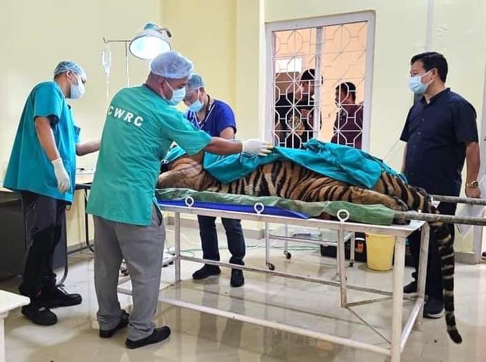 Pema Khandu པདྨ་མཁའ་འགྲོ་། (@pemakhandubjp) on Twitter photo A remarkable achievement in wildlife conservation!
Kudos to the team of veterinarians - Dr Sorang Tadap, Dr Nido Tayo & Dr Panjit Basumatary - from <a href="/wti_org_india/">Wildlife Trust of India</a> for performing a one-of-a-kind surgery on the tigress Chippi.
The team diligently removed two large tumorous masses A remarkable achievement in wildlife conservation!
Kudos to the team of veterinarians - Dr Sorang Tadap, Dr Nido Tayo & Dr Panjit Basumatary - from <a href="/wti_org_india/">Wildlife Trust of India</a> for performing a one-of-a-kind surgery on the tigress Chippi.
The team diligently removed two large tumorous masses