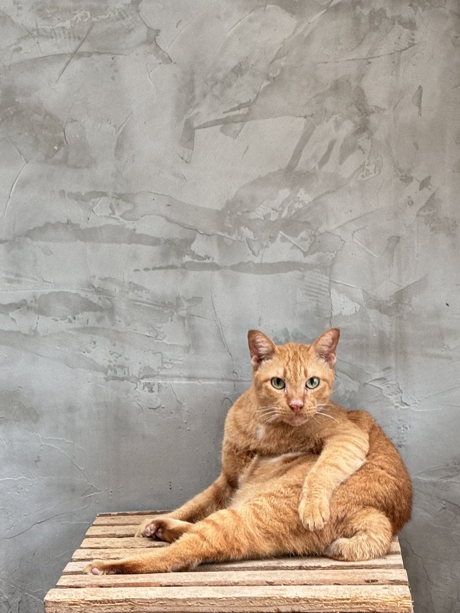 sirisopawlee's tweet photo. Good meowing :Kanoon cat #cat #cats #catlovers #meow #catoftheday #CatholicTwitter #adoptdontshop #ทาสแมว #猫 #ねこ https://t.co/uMrHwDCBNV