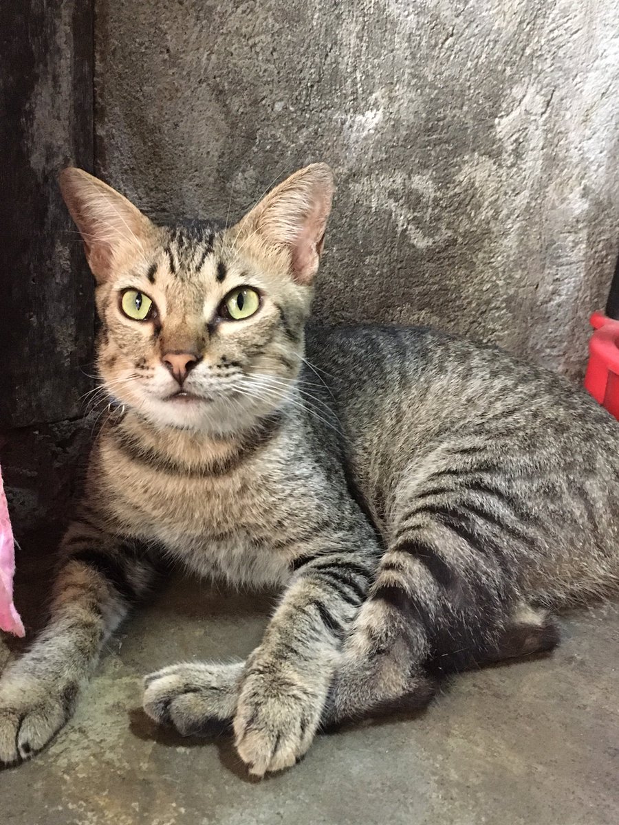 Babygwaps31's tweet photo. Pogi Puma ko ♥️💙

#cat 
#meow 
#crossbreed 
#catlife https://t.co/BgtNS8ymtg