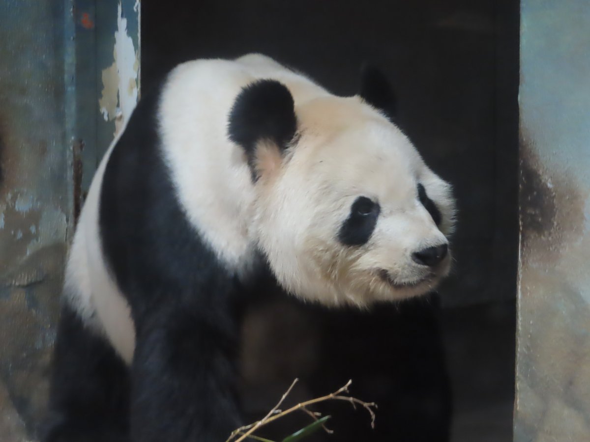 PookieDigi4Ever's tweet photo. Happy #TiansDay! (12/7/2019) 🥰 @tiantianpanda97 @GrandMeiXiang @NationalZoo @DodgerAmes @taylorcava @mtdc @kathybowler @sweetg12651 @bluestone356 @LoveofPandas1 @2centsLu @MadAboutBei https://t.co/79bqnIEM80