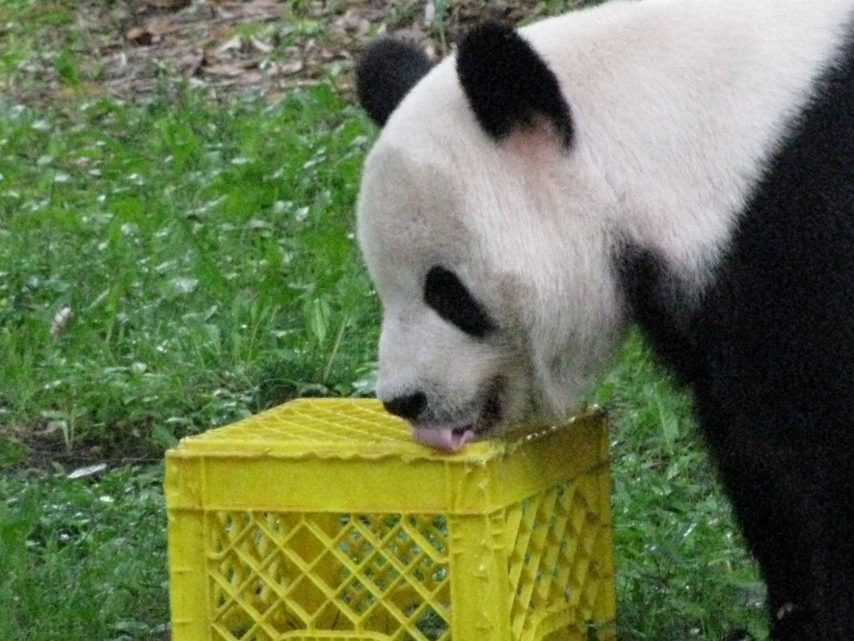 PookieDigi4Ever's tweet photo. Happy #TiansDay! (6/23/2018) 😋 #TongueOutTuesday @tiantianpanda97 @GrandMeiXiang @NationalZoo @DodgerAmes @taylorcava @kathybowler @sweetg12651 @bluestone356 @LoveofPandas1 @mtdc @2centsLu @MadAboutBei https://t.co/KmOWayirXV
