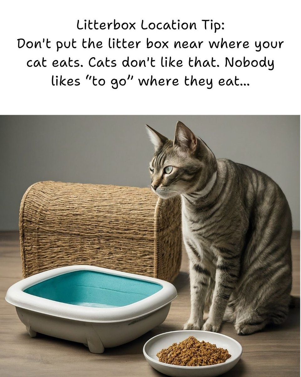 thecatsite's tweet photo. More litter box location secrets => https://t.co/9mkjQVOfCB https://t.co/lASzb5FWZc