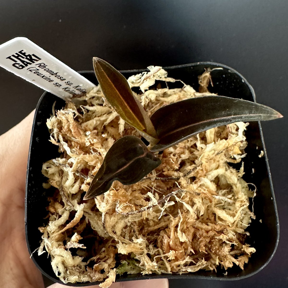 levis416's tweet image. GAKIさんの地味ジュエル。順調に成長してありえないところから新葉が展開。そしてさらに追加。地味ジュエル大好物です。　#ジュエルオーキッド　#nativeforest #theGAKI