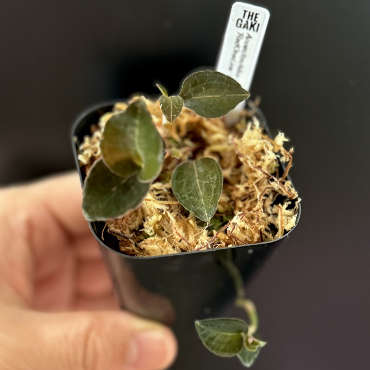 levis416's tweet image. GAKIさんの地味ジュエル。順調に成長してありえないところから新葉が展開。そしてさらに追加。地味ジュエル大好物です。　#ジュエルオーキッド　#nativeforest #theGAKI