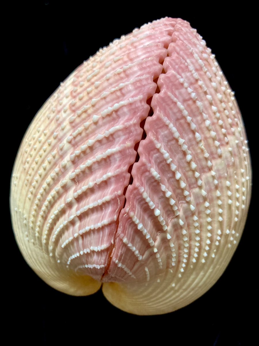 アフリカザルガイ 特大 貝殻 標本 ネッタイザルガイ アフリカザルガイ