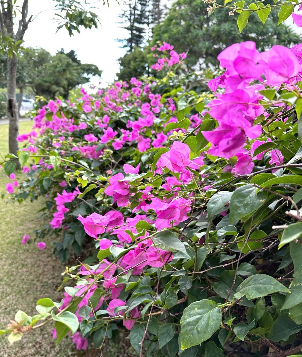 kawataru_j's tweet photo. A U.S. Marine, Jamel Clayton, 21, in Okinawa Pref was indicted on June 17 for allegedly choking the victim, unbuttoning her pants, and attempting to have sexual intercourse with her in Yomitan on May 26.💢 #rape #okinawa #Japan #SatelliteState #UnitedStates #SOFA #JointCommittee https://t.co/cAziDc0BAN