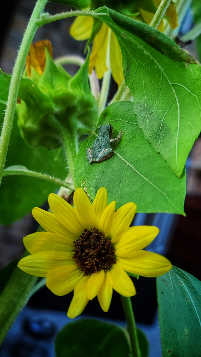 🔥Tiny Frog On Sunflower