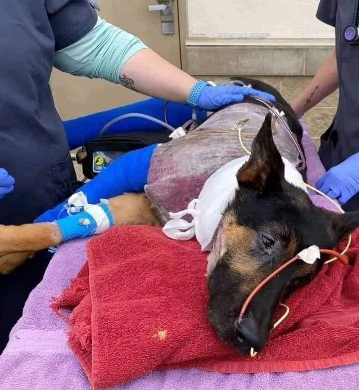thehappydog_'s tweet photo. Our baby Lodi is seriously ill 😔😔 Please don't move without giving him love and prayers 🙏❤ https://t.co/elFk2gb2ld
