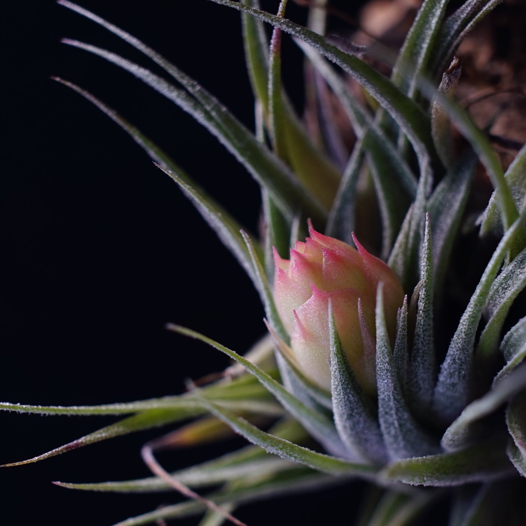 ロゼイフローラ ハイブリッド 本日限定割引中！ロゼイフローラ