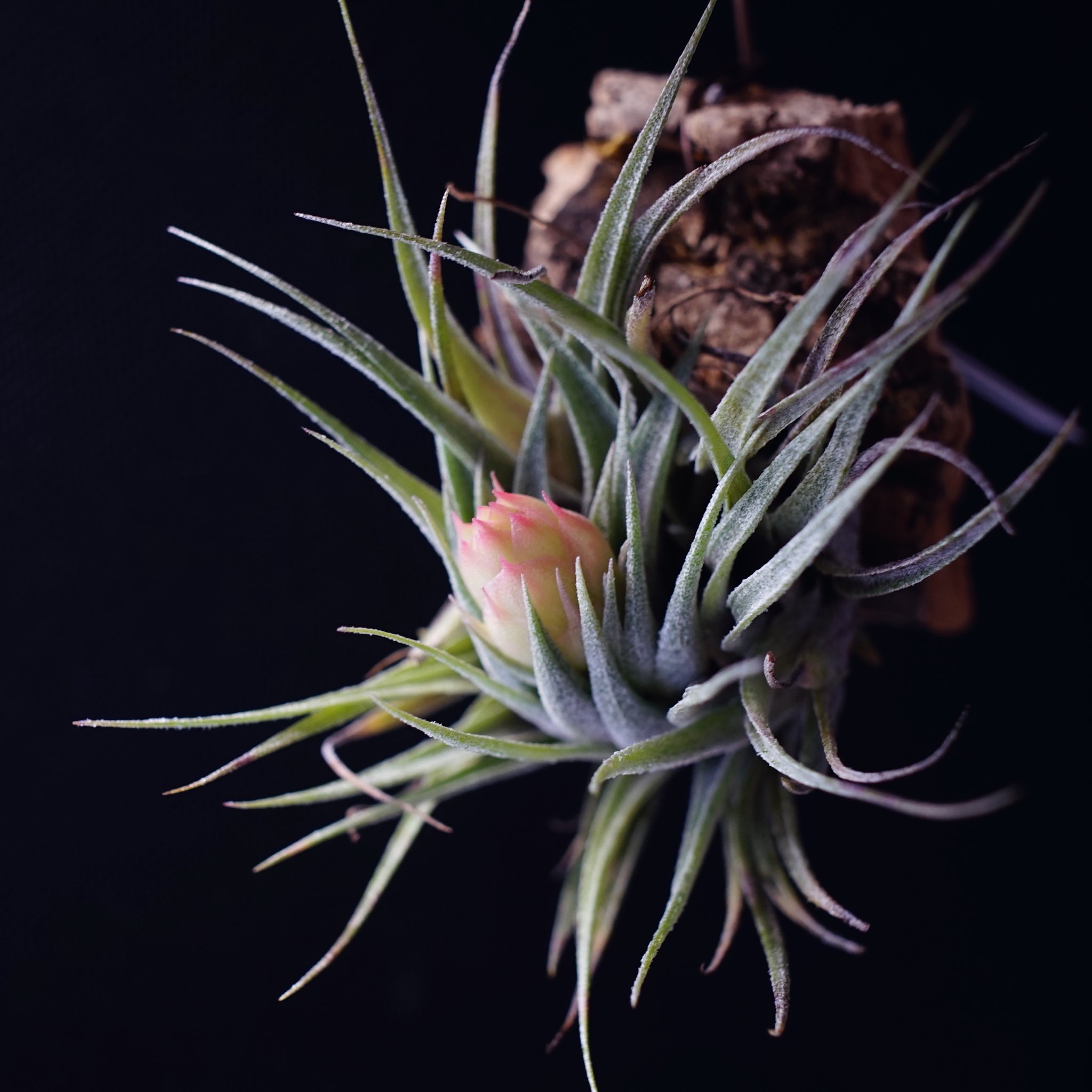 カウツキー ブラジル赤花 (tillandsia エアプランツ ティランジア)