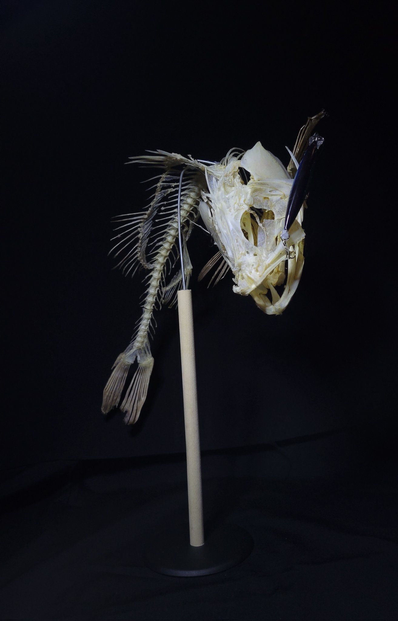 スズキ骨格標本 約60cm スズキ骨格標本 約60cm