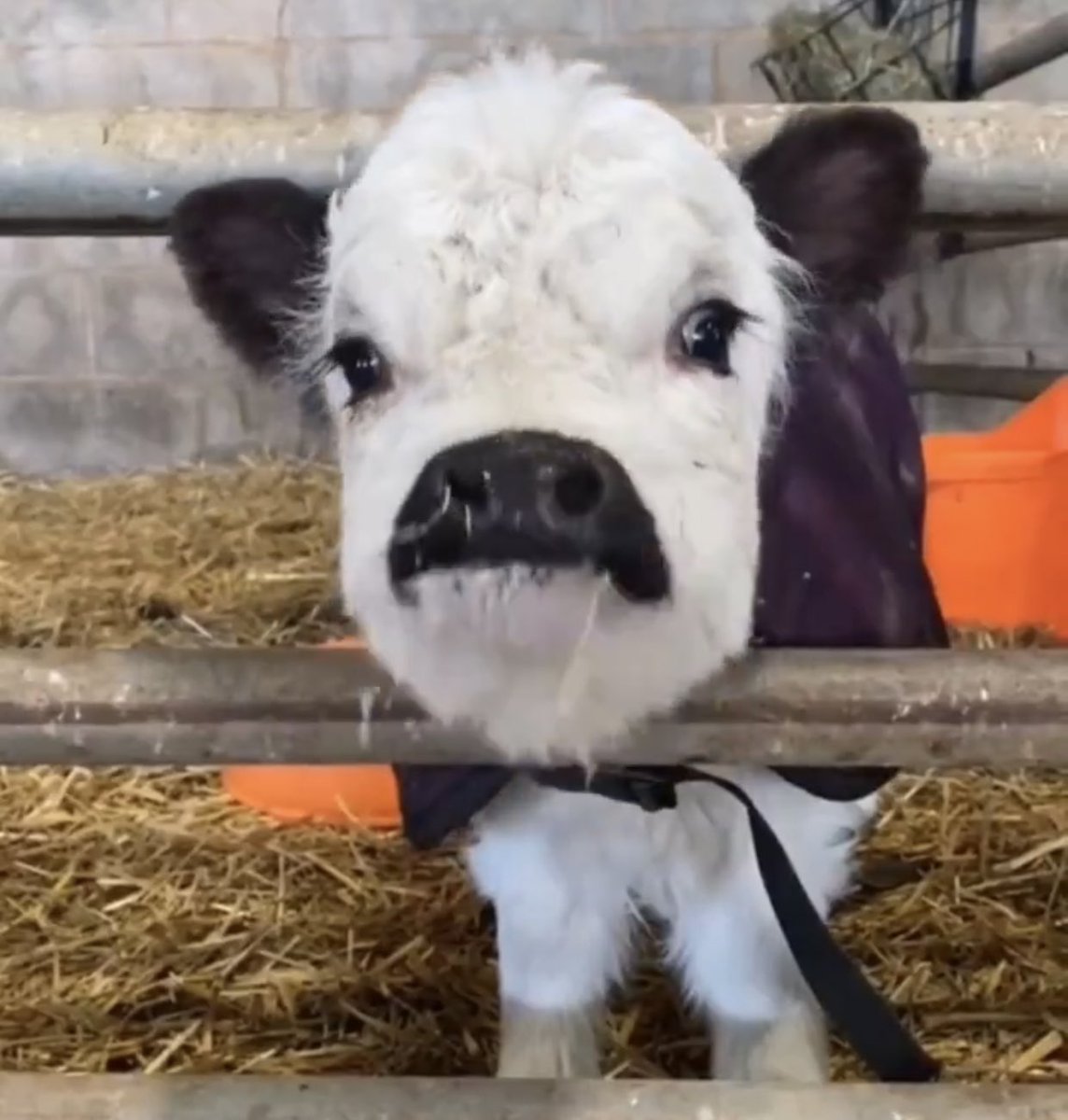 typopersoner's tweet image. เบบี๋วัว