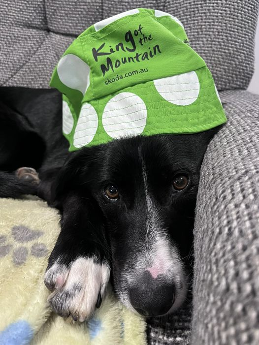 Ross MacPherson tweet media