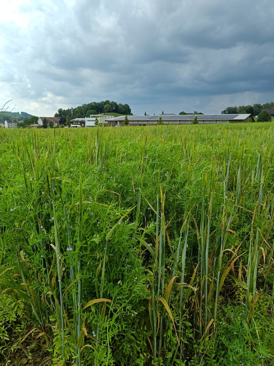filcarmenati's tweet image. Here is an example of one of our mixtures, which again seems to be the most promising one among those we tested. You can see how having a companion plant helps the upward growth of lentils.
@H2020Cropdiva @agroscope #intercropping #lentil #nakedbarley