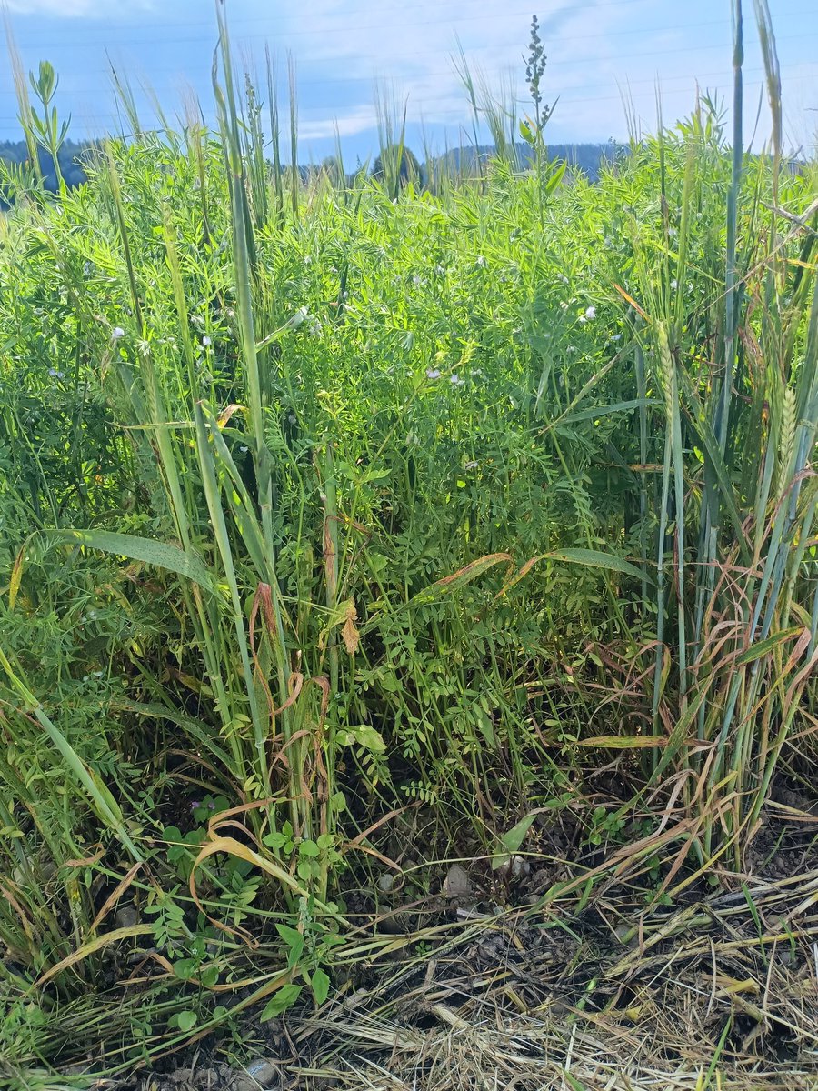 filcarmenati's tweet image. Here is an example of one of our mixtures, which again seems to be the most promising one among those we tested. You can see how having a companion plant helps the upward growth of lentils.
@H2020Cropdiva @agroscope #intercropping #lentil #nakedbarley