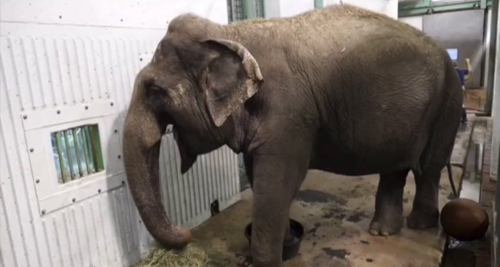 Every day #Lucy a sentient, intelligent 🐘 has her life shattered &amp; her freedom taken from her. Bought &amp; paid for like an item in a store to entertain the crowds in 🥶 inhospitable Edmonton 🇨🇦
You should be ashamed <a href="/AmarjeetSohiYEG/">Amarjeet Sohi</a> you are allowing this sham to go on !
🆓 #LUCY