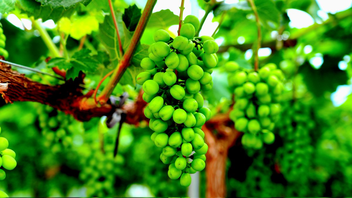 장마도
이겨내는 맛