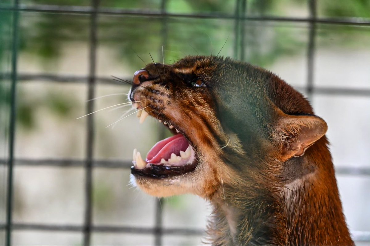 Chaideer Mahyuddin™ tweet media