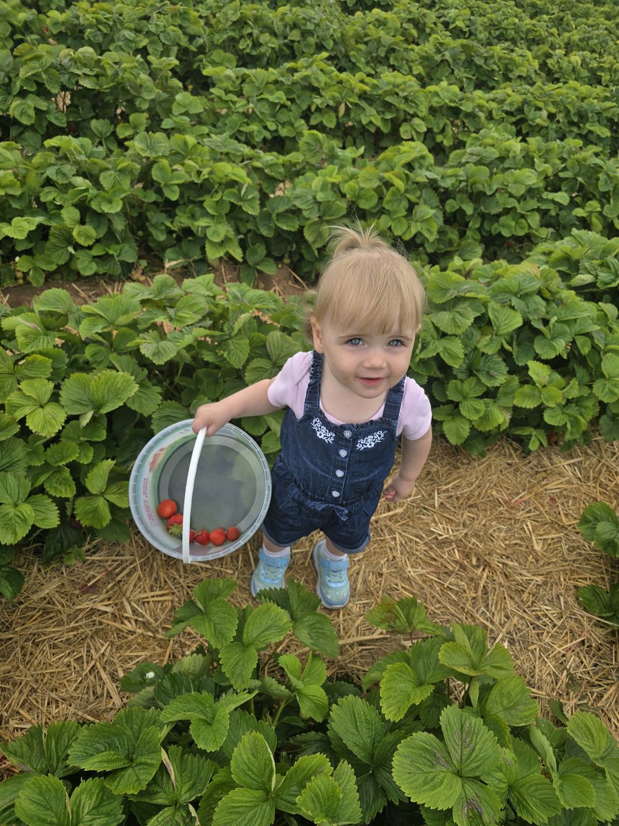 HeatherS3618's tweet photo. Strawberry picking again!! Weekend 2 @eastfieldfarm https://t.co/WFHB5jtvxm