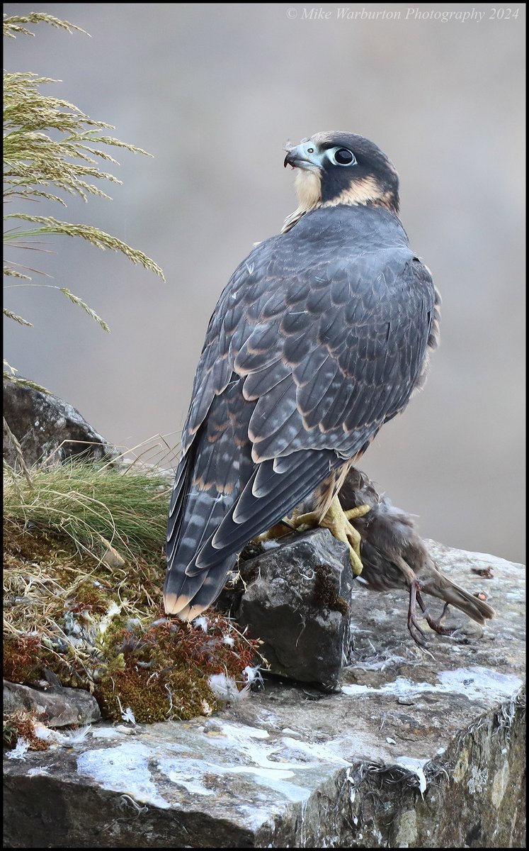 Mike Warburton (@_mikewarburton) on Twitter photo Juvenile male #Peregrine with a juvenile Starling kill. #Wales #birds #wildlife #nature #falcon #raptor #BreconBeacons <a href="/CanonUKandIE/">Canon UK and Ireland</a> <a href="/BannauB/">Bannau Brycheiniog (Brecon Beacons) National Park</a> <a href="/RSPBCymru/">RSPB Cymru</a> <a href="/BTO_Cymru/">BTO Cymru</a> <a href="/Natures_Voice/">RSPB</a> <a href="/_BTO/">BTO</a> #upland #predator <a href="/NatGeoUK/">National Geographic UK</a> <a href="/BBCSpringwatch/">BBC Springwatch</a> <a href="/WildlifeMag/">BBC Wildlife</a> <a href="/BBCEarth/">BBC Earth</a> Juvenile male #Peregrine with a juvenile Starling kill. #Wales #birds #wildlife #nature #falcon #raptor #BreconBeacons <a href="/CanonUKandIE/">Canon UK and Ireland</a> <a href="/BannauB/">Bannau Brycheiniog (Brecon Beacons) National Park</a> <a href="/RSPBCymru/">RSPB Cymru</a> <a href="/BTO_Cymru/">BTO Cymru</a> <a href="/Natures_Voice/">RSPB</a> <a href="/_BTO/">BTO</a> #upland #predator <a href="/NatGeoUK/">National Geographic UK</a> <a href="/BBCSpringwatch/">BBC Springwatch</a> <a href="/WildlifeMag/">BBC Wildlife</a> <a href="/BBCEarth/">BBC Earth</a>