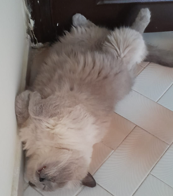 BudVZab's tweet photo. The full view so you can see how his lil tootsies stick up
#DailyCloudTheCat #DailyCloud #Cat #CatsofTwitter #CatsOfTwitter https://t.co/3XUwdMhsxq