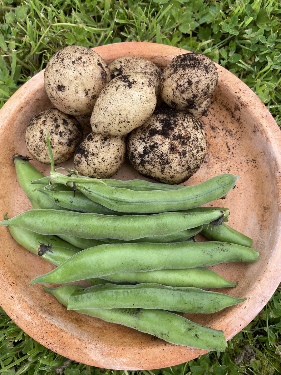 ProfMPatterson's tweet image. The day has started well. A batch of swallows have just fledged, just harvested my dinner veg and there will be strawberries for dessert. Even the wild flowers are finally starting to bloom. Hard to beat home grown!