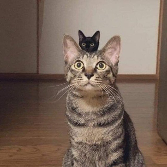 <a href="/ValCryptoG/">Val Crypto</a> THE TWO CATS 

85FjxoQVEJGMBV2miXXRhPkGUoTZYqfnQgRQuQe5pump