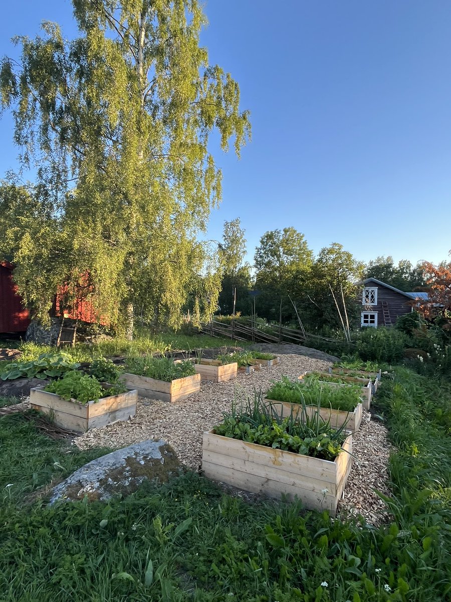 Vad glad man kan bli för en regnvädersdag. Lite bevattningspaus. Igår morse kände jag mig tvungen åka och vattna en av skolträdgårdarna kl 4 på morgonen. Vackert ljus den tiden.